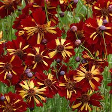 Coreopsis tinctoria