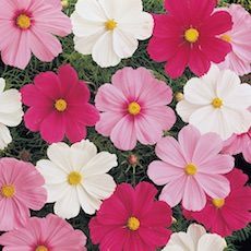 Cosmos, Sonata series annual flower seeds