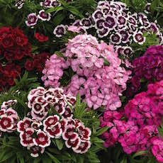 Dianthus