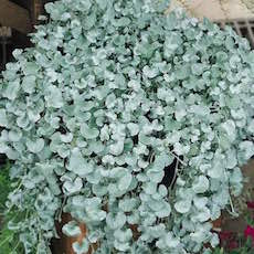 Dichondra argentea