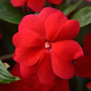 New Guinea Impatiens