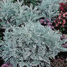 Dusty Miller