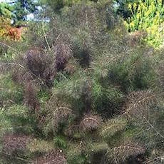 Foeniculum vulgare