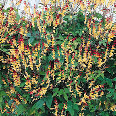 Ipomoea lobata (Mina lobata)