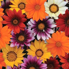 Gazania spp