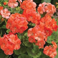Geranium Seeds 21 Geraniums Swallowtail Garden Geranium Seeds 21 Geraniums Swallowtail Garden