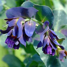 Cerinthe major