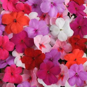 Impatiens