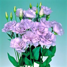 Lisianthus