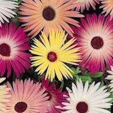 Livingstone Daisy