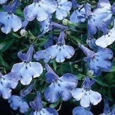 Lobelia