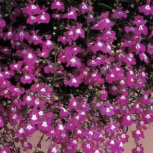 Lobelia