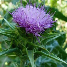Milk Thistle