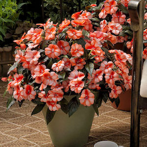 New Guinea Impatiens