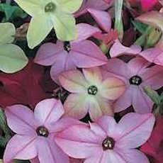 Nicotiana