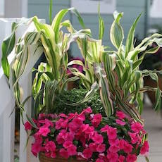 Ornamental Corn