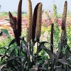 Ornamental Millet