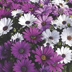 Osteospermum