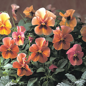 Pansy, Nature series