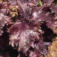 Perilla frutescens