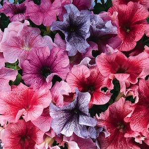 Petunia