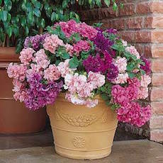 Petunia Double Cascade series