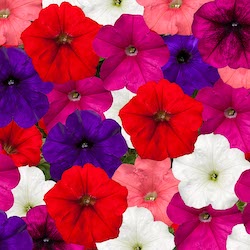 Petunia FotoFinish Trailing series