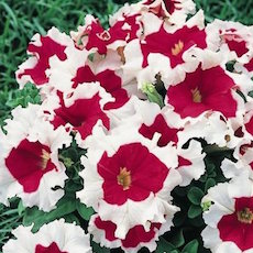 Frost series petunia