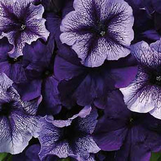 Fuseables petunia