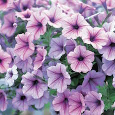 Petunia Opera Supreme Trailing series