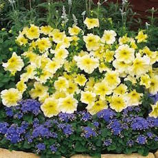 Prism series petunia