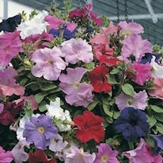 Petunia Supercascade series