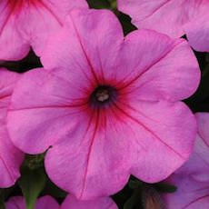 Trailing Petunia