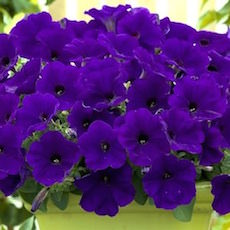 Petunia Trilogy Trailing series