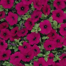 Petunia Wave Trailing series