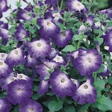 Individual varieties petunia