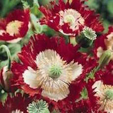 Papaver somniferum