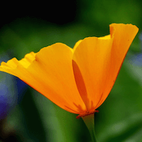 California Poppy