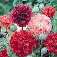 Poppy Seeds - Rose Peony Poppy – The Incredible Seed Company Ltd