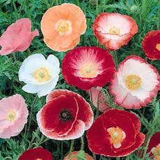 Papaver rhoeas