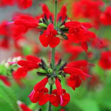 Salvia spp.