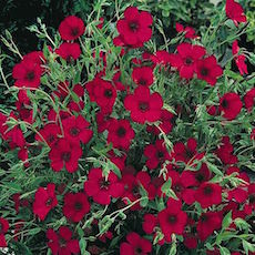Scarlet Flax