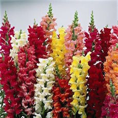 Snapdragon