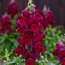 Fragrant Snapdragons