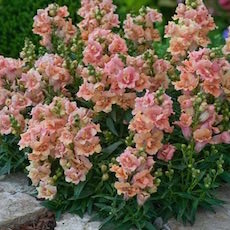 Snapdragon dwarf