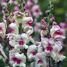 Snapdragon rose-red bicolor