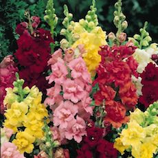 Snapdragon butterfly type