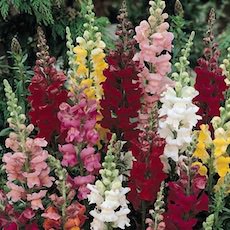 Snapdragon 3 foot tall cut flower mix