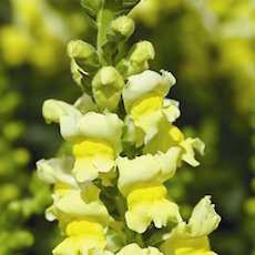 Snapdragons tall for cut flowers