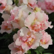 Snapdragons twinny series